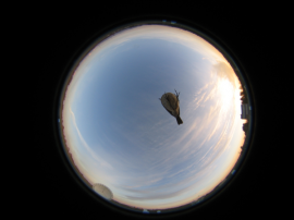 Rouge-gorge (ou pipit ?), 16 mars 2006 Rouge-gorge (ou pipit ?), 16 mars 2006